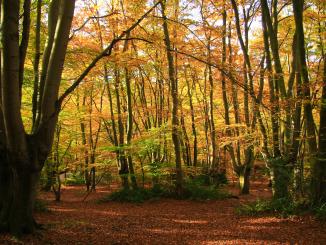 A picture of Epping Forest