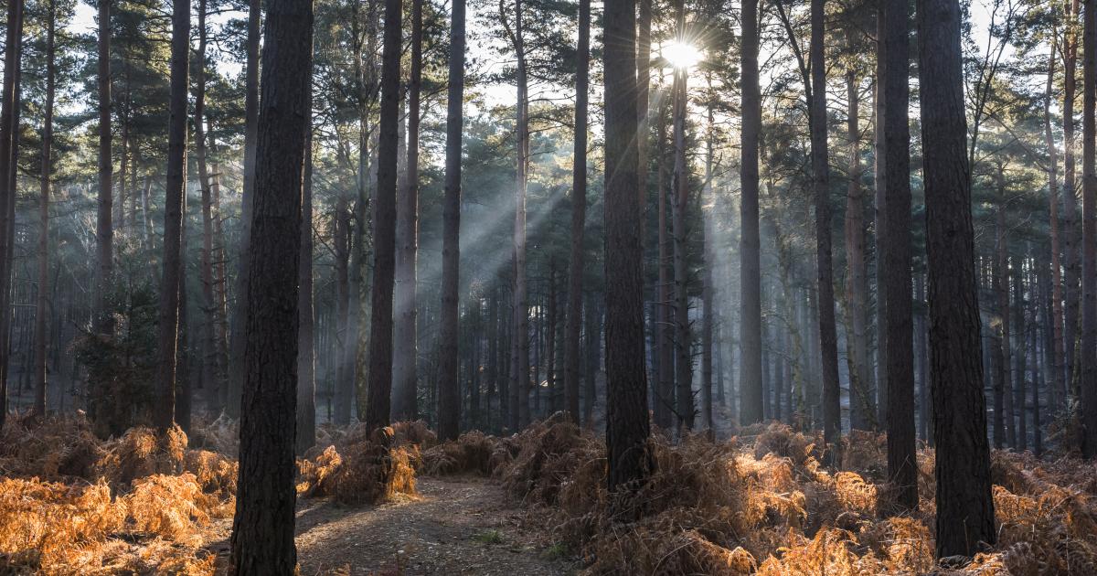 New Political Map For Bracknell Forest Council | LGBCE